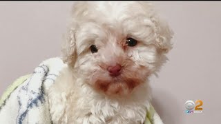 'They Suffered': Higher Demand For Pets Leads To Increase In Backyard Breeders Selling Sick Dogs