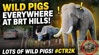 We Found Hundreds of Wild Pigs in BR Hills! (Unbelievable Encounter)