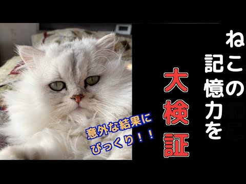 【ねこのきもち】猫は思い出にふけるのか？記憶力を検証してみたら予想外の出来事に！！