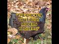 “The British Chicken That Changed the World! 🐔🔥 | Cornish Chicken Facts”