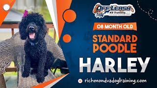 Harley | 8 month old Standard Poodle | Best dog trainers of Central VA