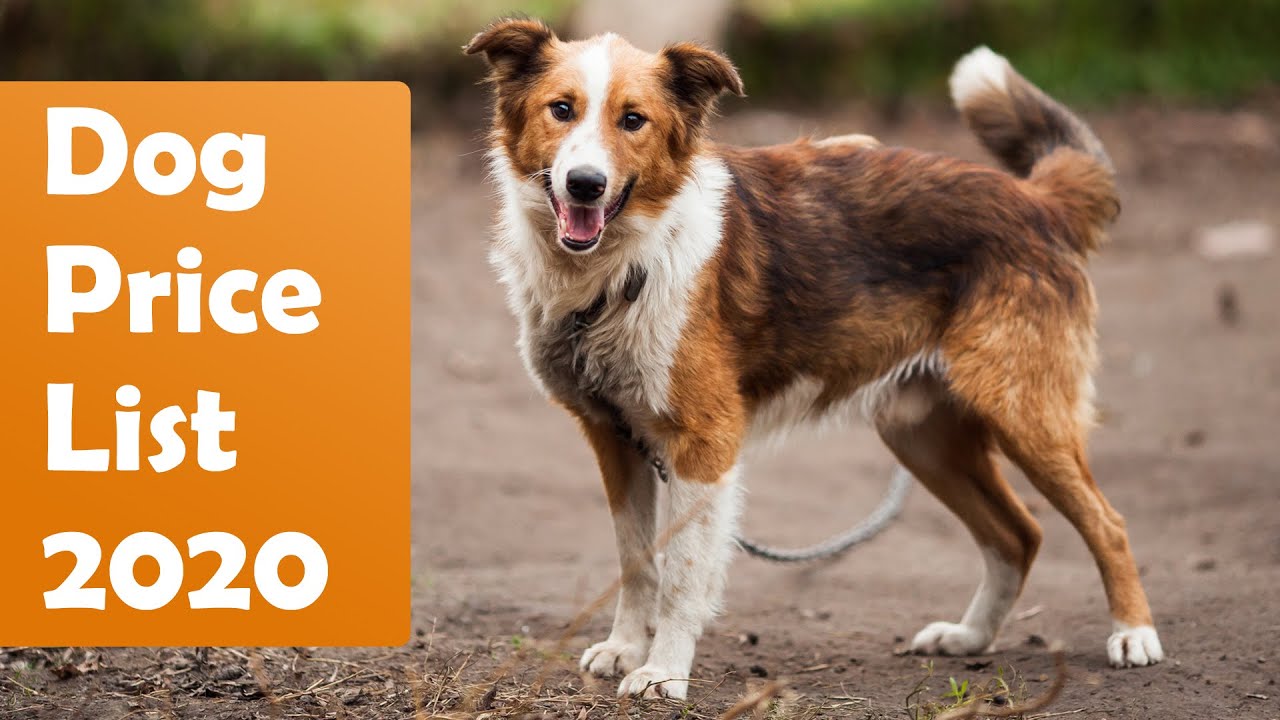 Dog Price List In India 2020 [Updated List] YouTube