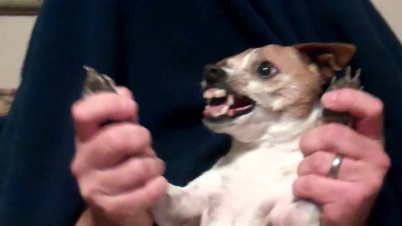 Satan s Dog YouTube Satan s Dog YouTube