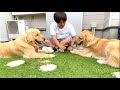 訓練所が一緒だった大のお友達が遊びに来たら・・・