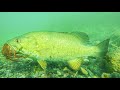 Underwater bass strikes on jigs  jig fishing tips