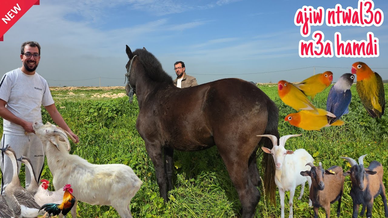 الجديد والجميل زيارة عند حمدي🔥أجيو نتولعو ونعيشو أجواء رمضان في البادية ولاعة مختلفة فرجة ممتعة