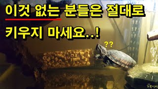 [#거북이씨​]  이것 없는 분들은 거북이든, 다른 생물들 절대로 키우지 마세요..!