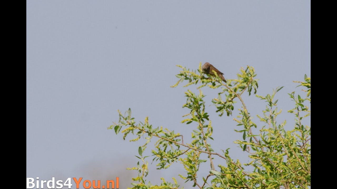 Krekelzanger (Locustella fluviatilis) bij de Elbe 2018 