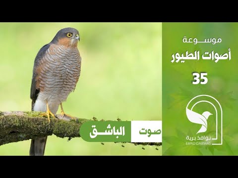 صوت باشق باشق اوراسي باشق العصافير Eurasian Sparrowhawk Sound