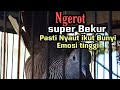 suara perkutut gacor ngerot super BEKUR ini ampuh untuk pancingan Birahi emosi perkutut lain, NYAUT!