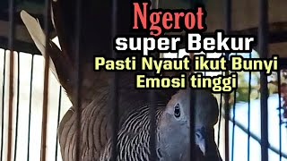 suara perkutut gacor ngerot super BEKUR ini ampuh untuk pancingan Birahi emosi perkutut lain, NYAUT!