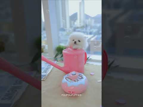 비눗방울 티컵강아지 포메라니안