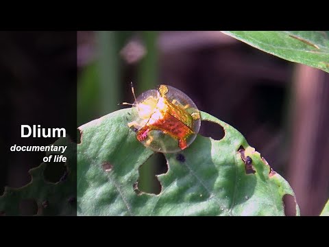 Golden tortoise beetle (Charidotella sexpunctata)