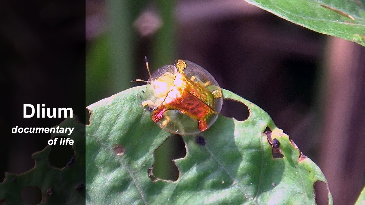 Golden tortoise beetle (Charidotella sexpunctata)