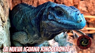 MI NUEVA IGUANA RINOCERONTE (CYCLURA CORNUTA) 🦏➕🦎