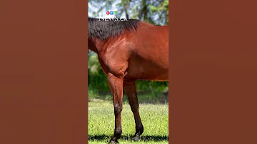 Search For A Stolen Horse 