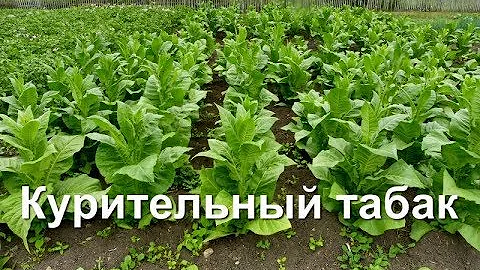 Как вырастить,выжелтить,курительный табак.
