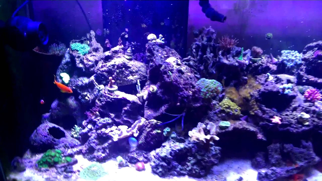 90 Gal Saltwater Tank Update 61613 YouTube