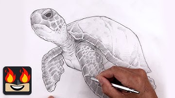 How To Draw a Sea Turtle | Sketch Tutorial