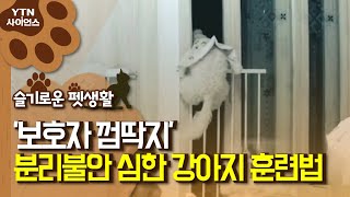 [슬기로운펫생활] '보호자 껌딱지' 분리불안 심한 강아지 훈련법 / YTN 사이언스