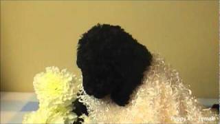 Labradoodle Puppies 5 1/2 Weeks Old - Video #3 by HoosierDoodles 327 views 13 years ago 2 minutes, 4 seconds