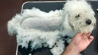 Grooming A Very MATTED Bichon