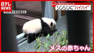 【パンダ】ママに向かって”ハイハイ” 上野動物園双子パンダ
