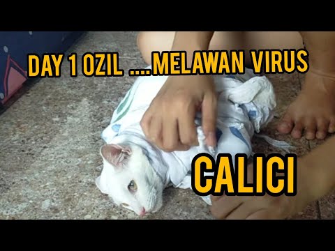 Video: Keradangan Vena Dangkal Pada Kucing