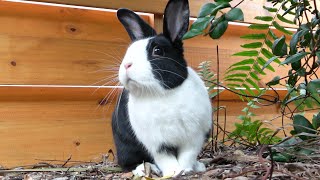 Rabbit Vlog: Exploring the Outside