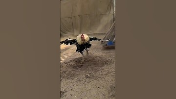 🔥 Hen Family  (-Papa-mumma-) #hen #chicks #funny #fighter #viralvideo #video #pets #music #family