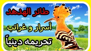 حقائق وأسرار عن طائر الهدهد لم تكن تعرفها