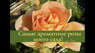 Самые ароматные розы моего сада