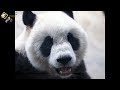 20190817 圓仔吃早點心 The Giant Panda Yuan Zai