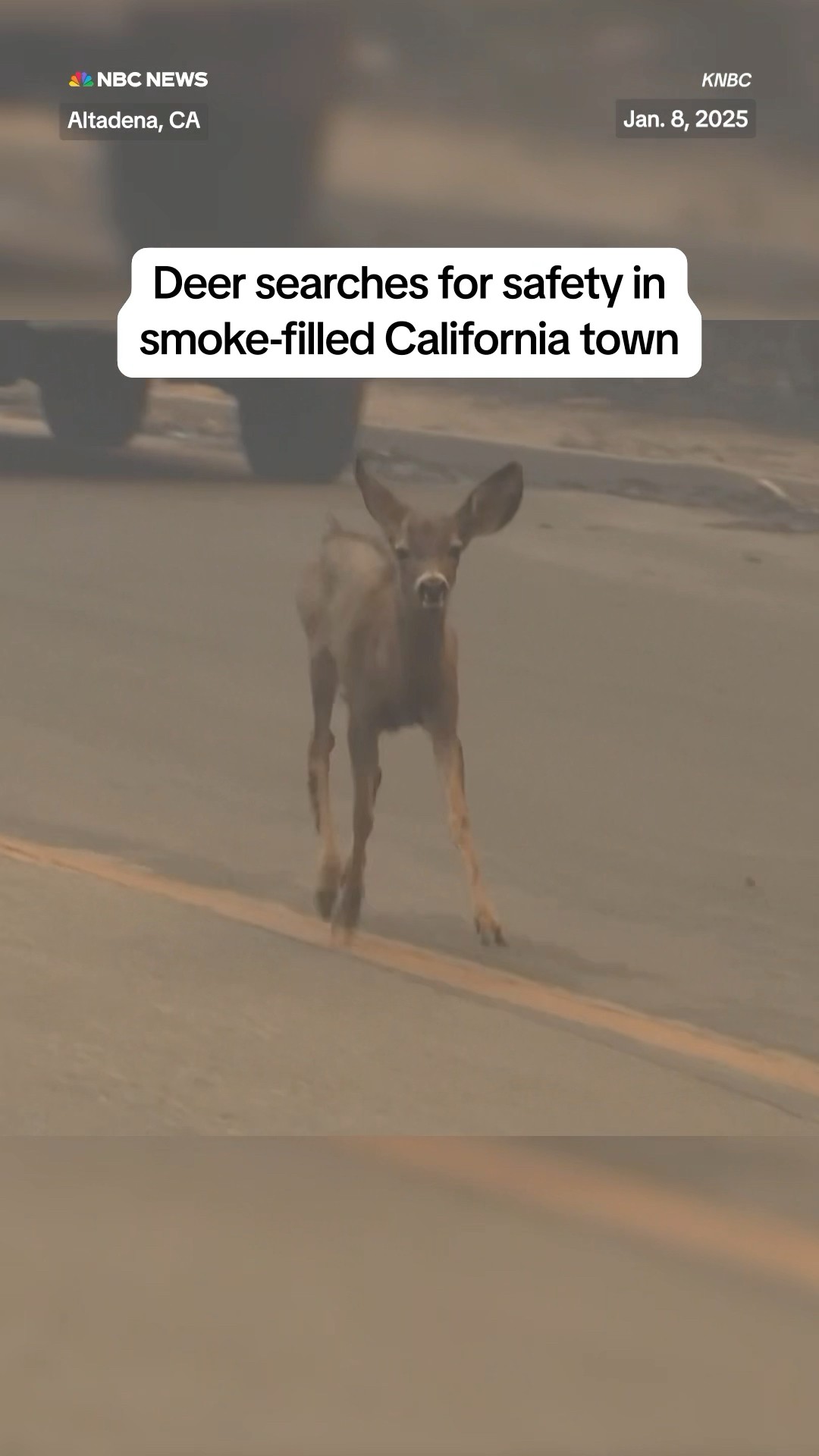 Deer searches for safety in smoke-filled California town