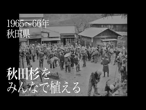 日本の詩情 第三集「秋田杉」(秋田)