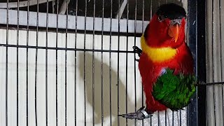 Yellow Bibbed Lory Talking | Yellow Bibbed Lory Parrot Sounds