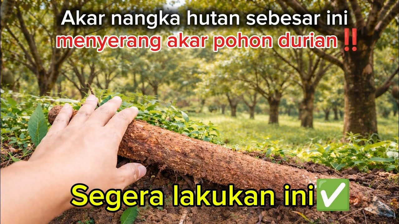 🟢🟢 Pentingnya Pemaritan Akar disekitar Pohon Durian Dekat Kebun Tetangga🌳✅
