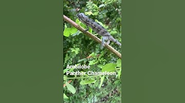 Panther chameleon
