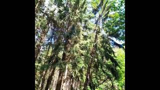 Визуальный немецкий. В лесу - Im Wald #визуальный словарь #визуальныйнемецкий #диктанты