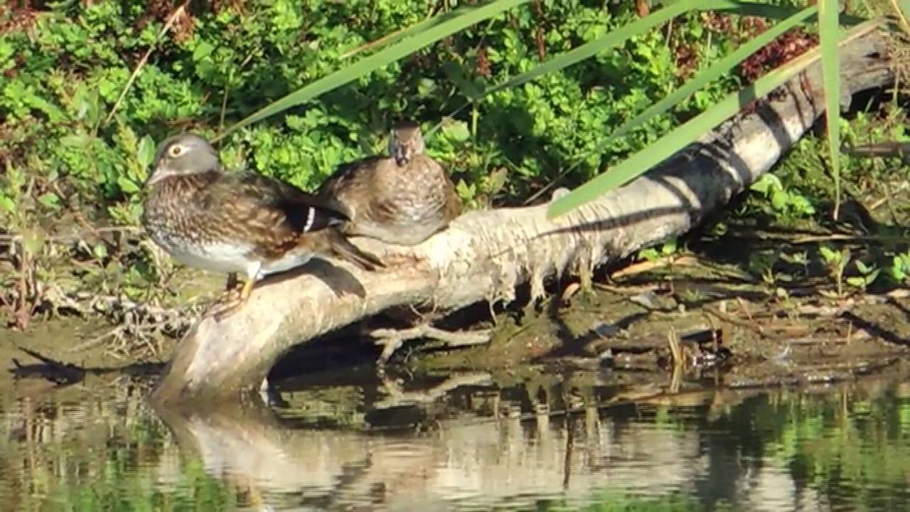 UWRA To Wylie Rd Washington Park Rosario Strait Sept 20 2016 YouTube