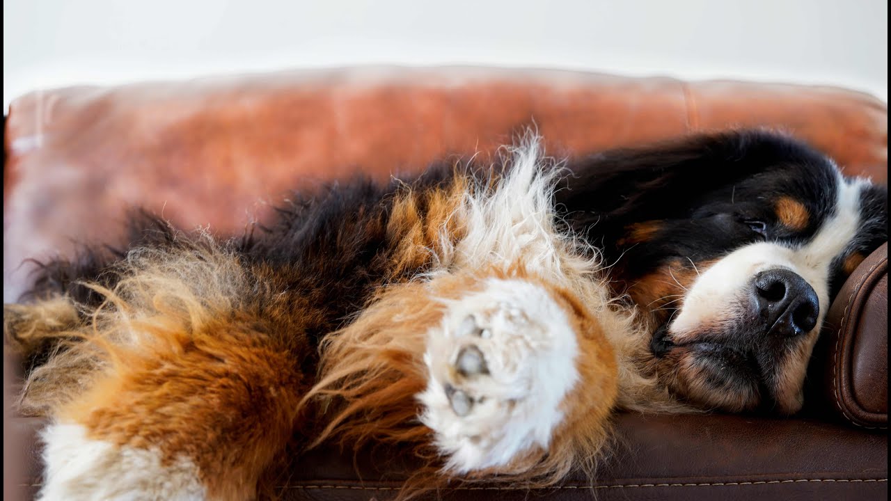 Cute BERNESE MOUNTAIN DOG sleeping, dreaming and snoring very loud