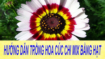 Cách Trồng Và Chăm Sóc Hoa Cúc Chi Mix Màu | Hạt giống hoa cúc chi mix nhiều màu - 100 hạt