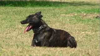 Police K9 Unit - Attack Dog Training On Miami Beach