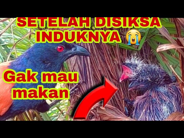 MENYEDIHKAN BEGINI KONDISI ANAK BURUNG BUBUT SEHARI SETELAH DIINJAK DAN DIPATUK INDUKNYA class=