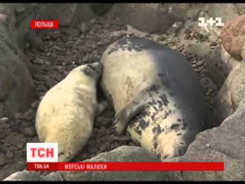 В польском заповеднике пополнение тюленей
