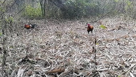 ต่อไก่ป่า(เจ้าอินชีแดง)​เข้าดีมากต่อใหม่ใหม่_dib qaib qus tuaj zoo heev li [ Hmong ]​2022