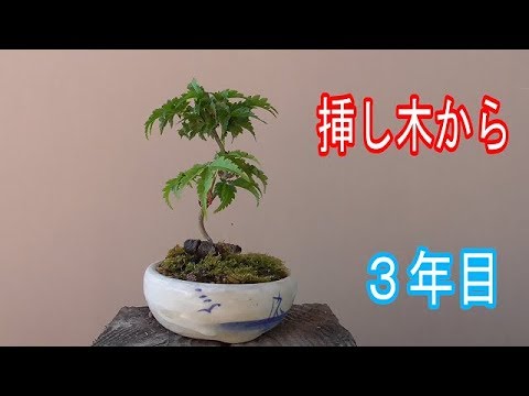 獅子頭もみじの挿し木から鉢植え Youtube