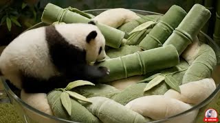 Fluffy Panda Tries Teacup Beds Satisfying & Relaxing Asmr