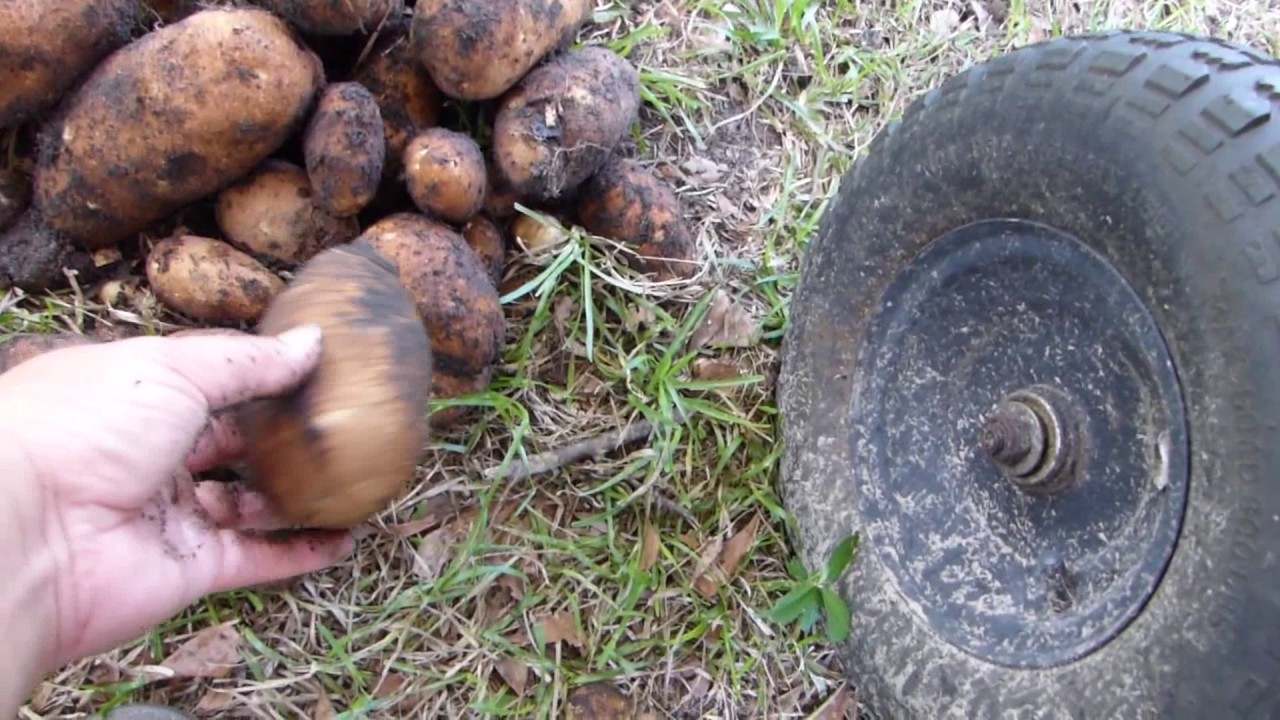 Russet Potato Harvest YouTube