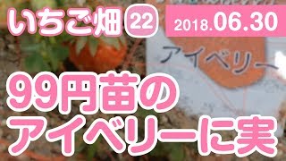 いちご畑【22】99円のアイベリーに実が